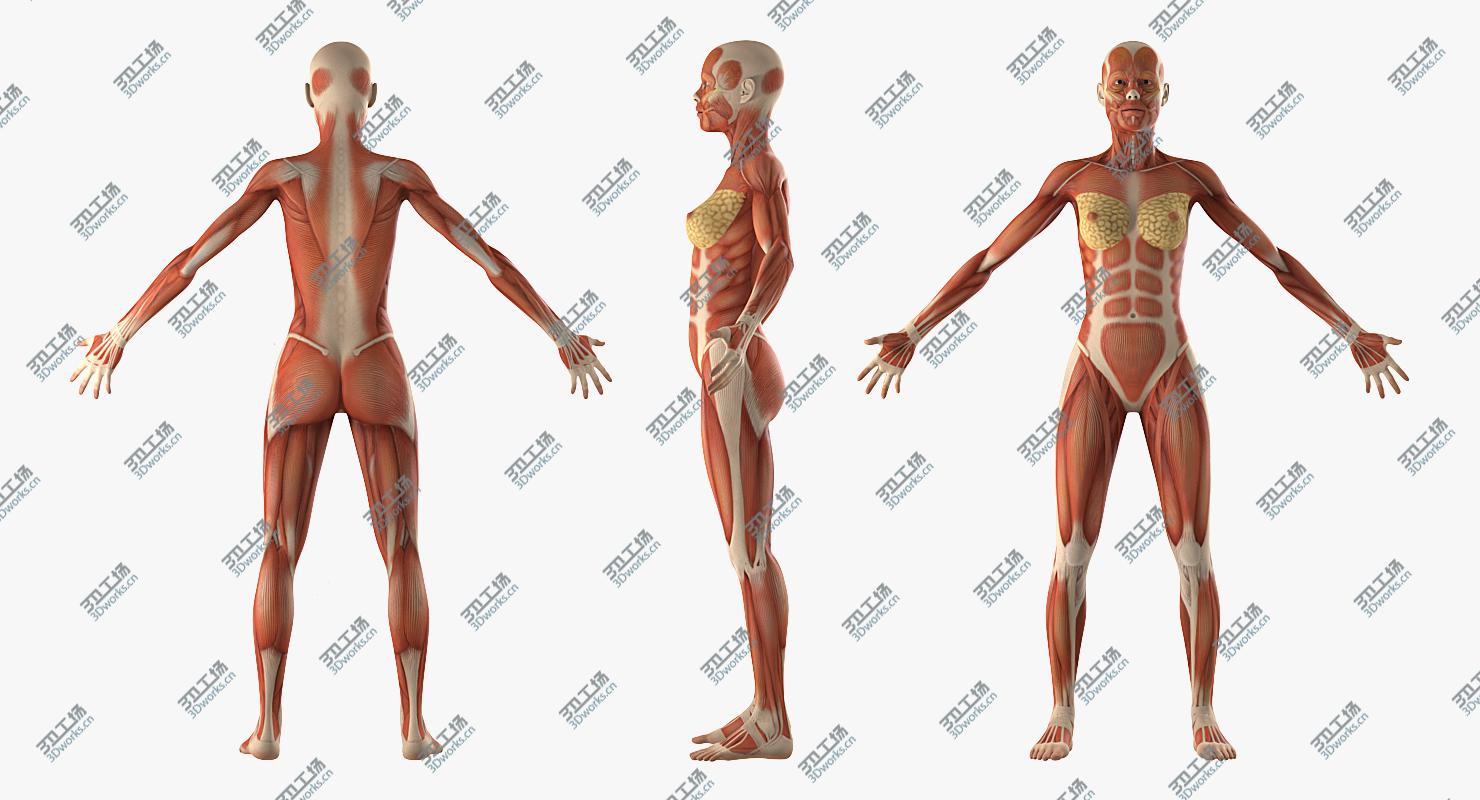 images/goods_img/202105072/Female Muscular System Anatomy 3D model/5.jpg